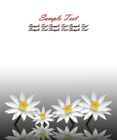 Isolated lotus white の写真素材