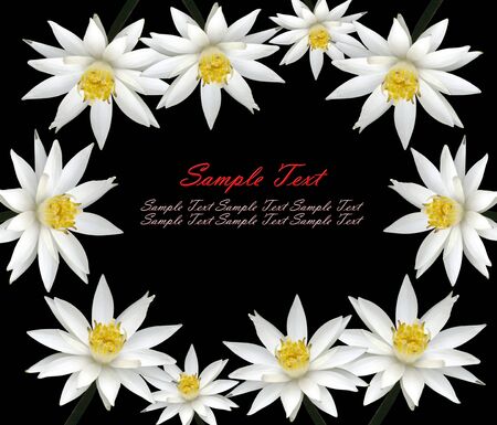 White lotus frame isolated against Black backgroundの写真素材