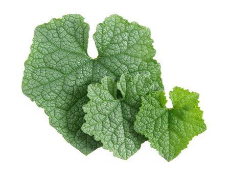 leaf isolated on white backgroundの写真素材