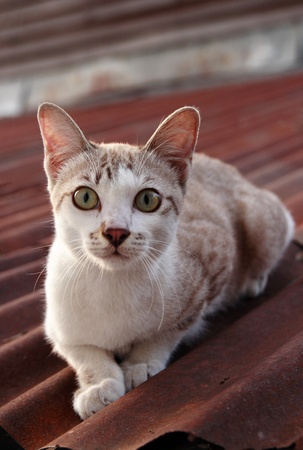 Baby cats on the roofの写真素材