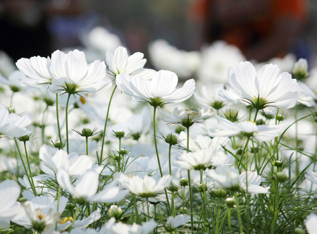 cosmos flowersの写真素材
