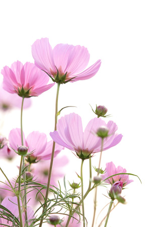 cosmos flowers isolated on whiteの写真素材