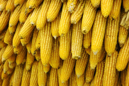 corn