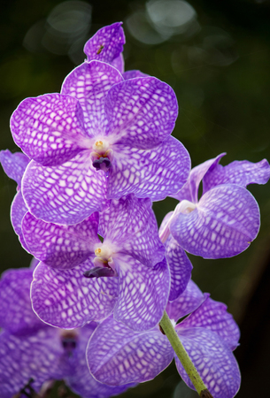 blue vanda orchid flowerの写真素材