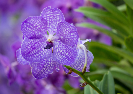 blue vanda orchid flowerの写真素材