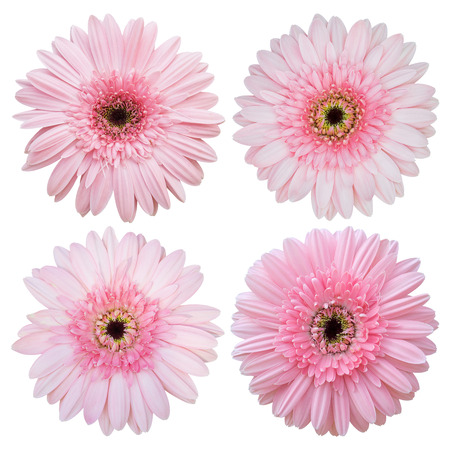 set of pink gerbera flower isolated on white with clipping pathの写真素材