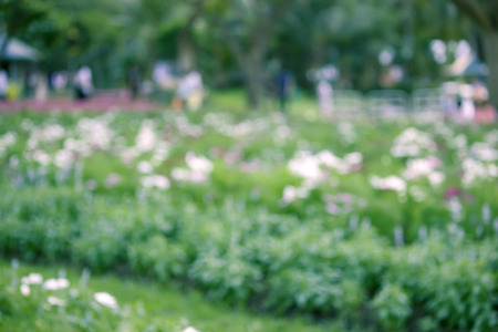 blurred park backgroundの写真素材