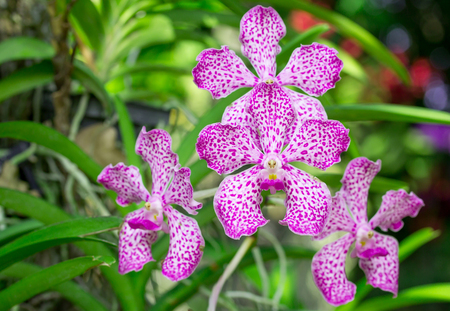 Pink mokara orchid flowerの写真素材
