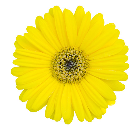 yellow gerbera flower isolated on white with clipping path yellow gerbera flower isolated on white with clipping path