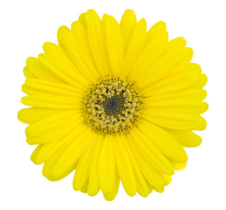 yellow gerbera flower isolated on white with clipping pathの写真素材