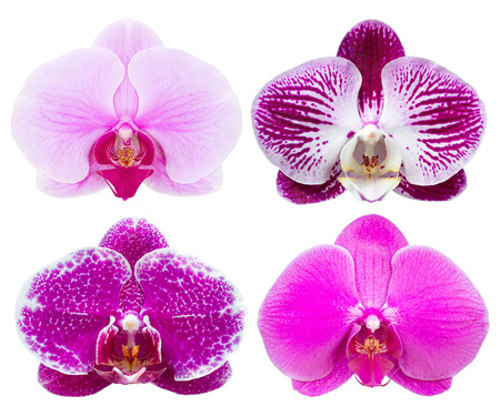 set of phalaenopsis orchid flower isolated on white with clipping pathの写真素材