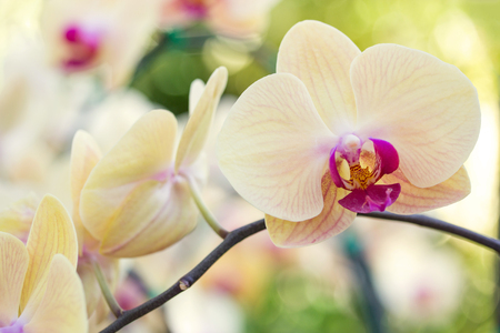 Yellow phalaenopsis orchid flowerの写真素材