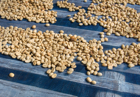 Coffee beans driedの写真素材
