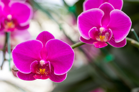 Pink phalaenopsis orchid flowerの写真素材