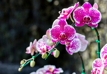 Pink phalaenopsis orchid flowerの写真素材