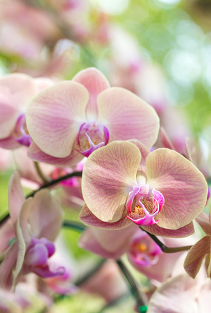 Yellow phalaenopsis orchid flowerの写真素材