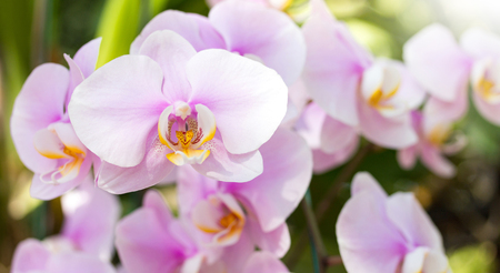 Purple phalaenopsis orchid flowerの写真素材