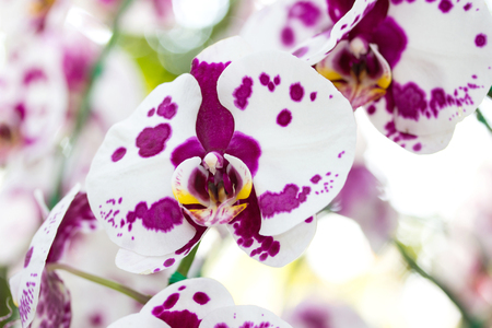 White phalaenopsis orchid flowerの写真素材