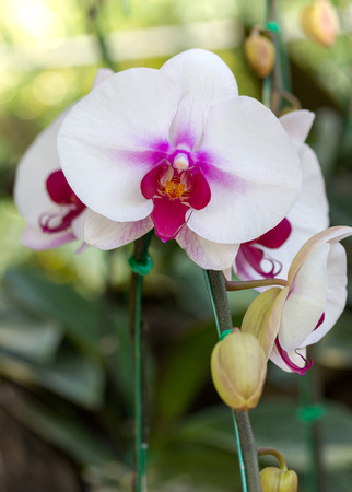 White phalaenopsis orchid flowerの写真素材