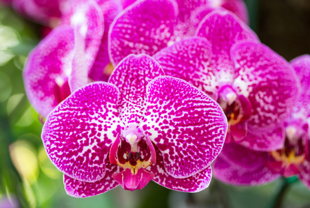 Pink phalaenopsis orchid flowerの写真素材