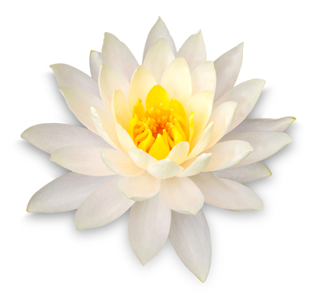 Yellow lotus flower isolated on white with clipping pathの写真素材