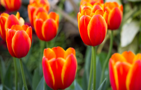Orange tulip flower in the gardenの写真素材
