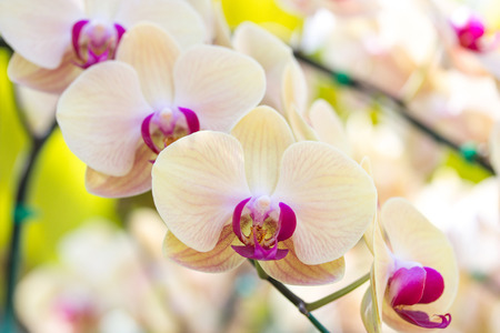 Yellow phalaenopsis orchid flowerの写真素材