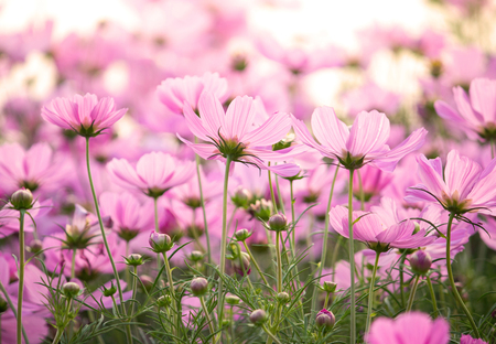 Pink cosmos flowersの写真素材