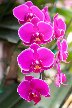 Pink phalaenopsis orchid flowerの写真素材