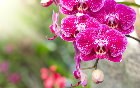 Pink phalaenopsis orchid flowerの写真素材