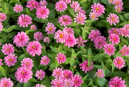 pink zinnia flowers top viewの写真素材