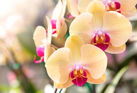 Yellow phalaenopsis orchid flowerの写真素材