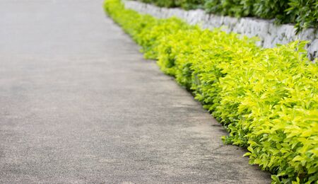 plant decorative in the garden outdoor at sidewalkの写真素材