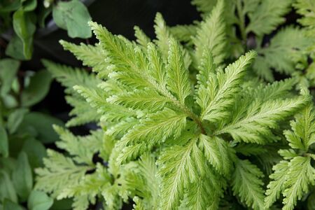Fern leafの写真素材