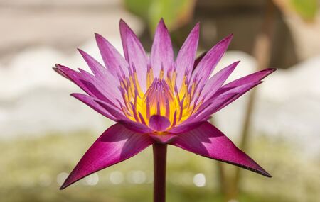 Purple lotus flower in pondの写真素材