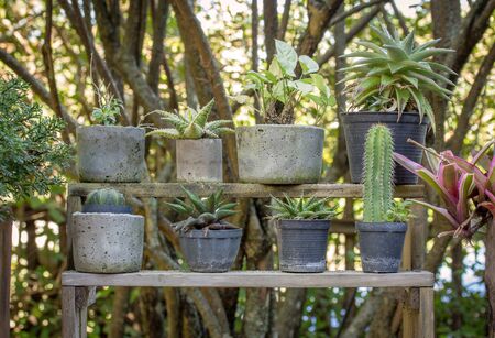 potted plant in the garden outdoorの写真素材