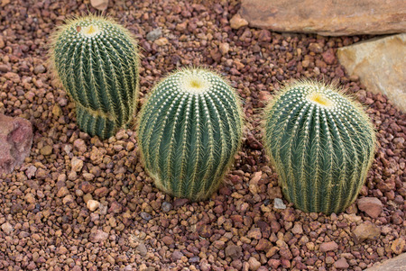 cactus plant decoration on rock in the gardenの写真素材