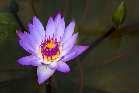 Purple lotus flower in pondの写真素材