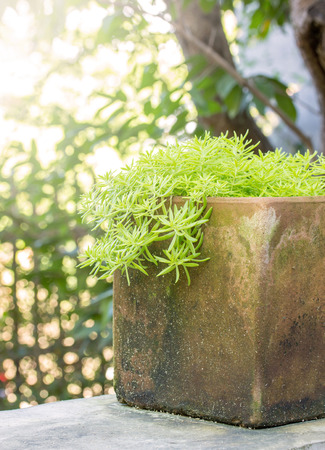 Garden potted plant on table outdoorの写真素材