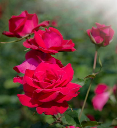 red rose flower in a gardenの写真素材