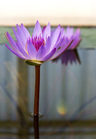 Purple lotus flower in pondの写真素材