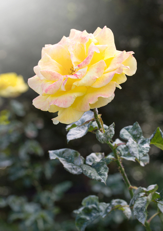 yellow rose flower in a gardenの写真素材