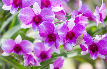 Purple phalaenopsis orchid flowerの写真素材