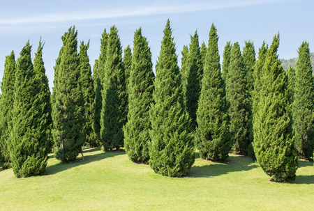 pine tree decoration in the parkの写真素材