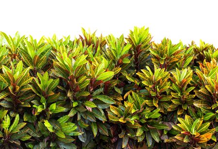 croton plant on white backgroundの写真素材