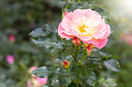 yellow rose flower in a gardenの写真素材