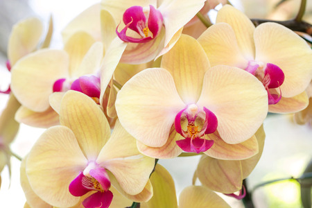 Yellow phalaenopsis orchid flowerの写真素材