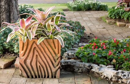 potted bromeliad plant in garden outdoorの写真素材