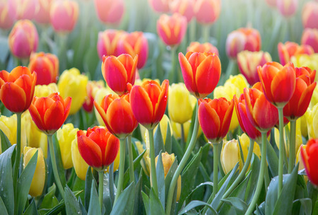 Colorful tulip flower fields blooming in the gardenの写真素材