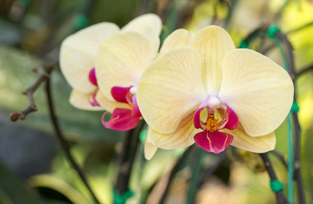 Yellow phalaenopsis orchid flowerの写真素材